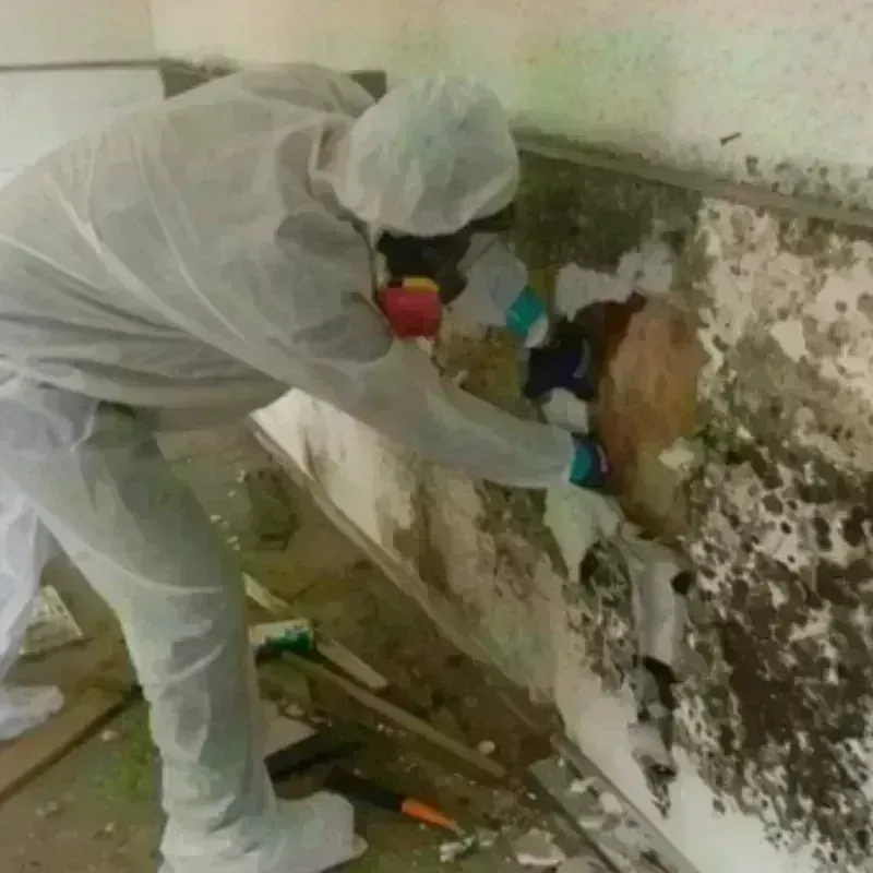 Mold Remediation and Removal in Kayenta, AZ